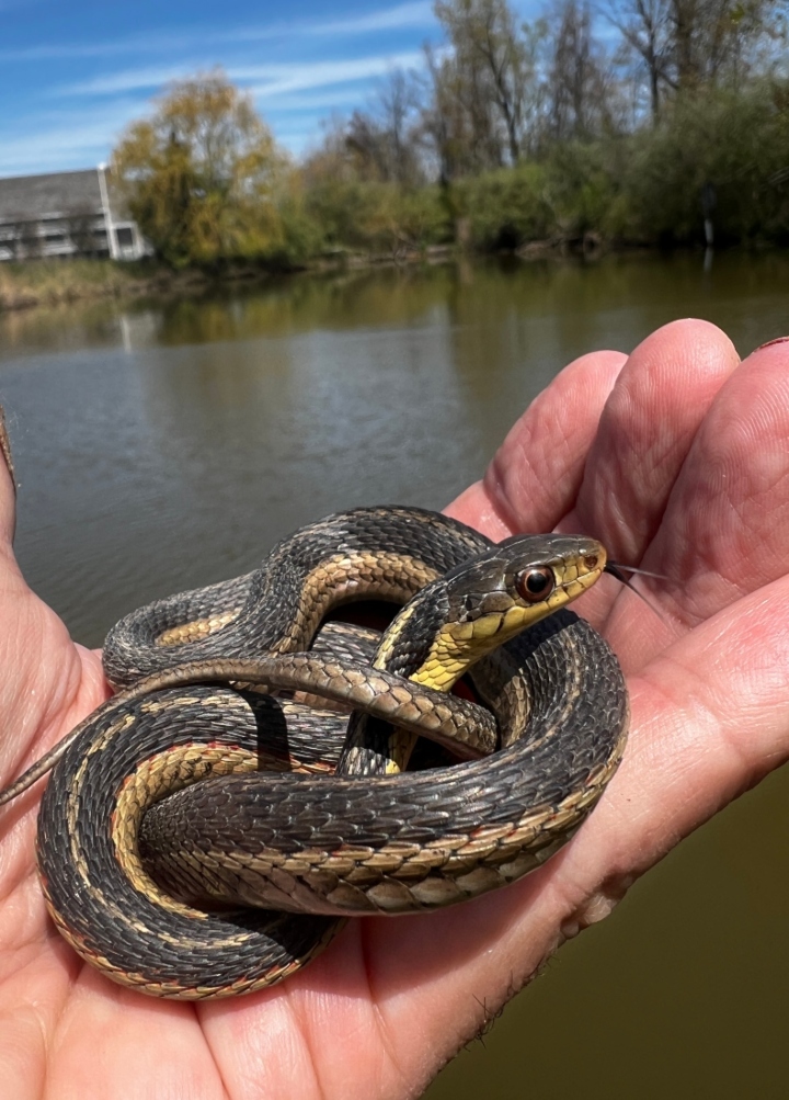 Eastern Garter Snake